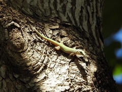 Phelsuma abbotti chekei