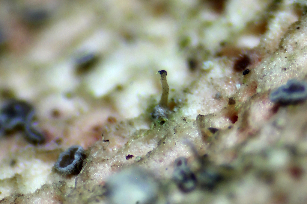 Melanospora chionea