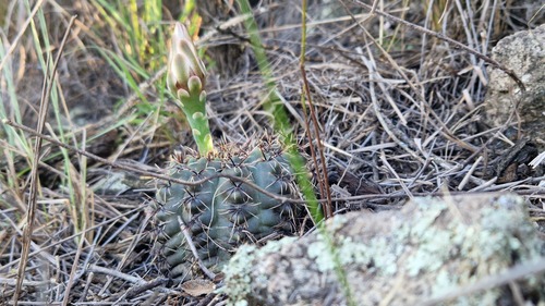 Gymnocalycium erinaceum