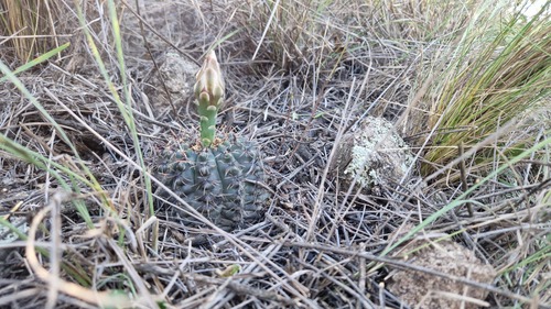 Gymnocalycium erinaceum