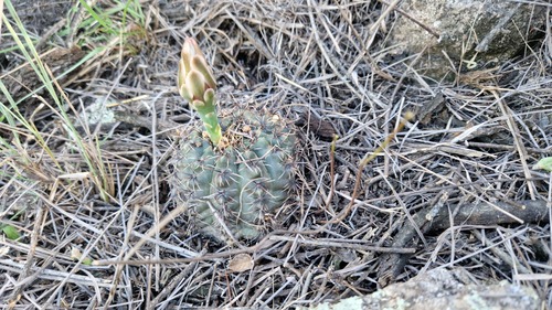 Gymnocalycium erinaceum