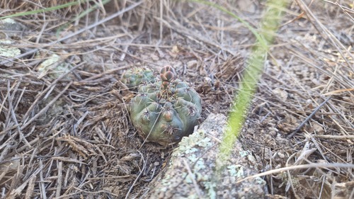 Gymnocalycium erinaceum