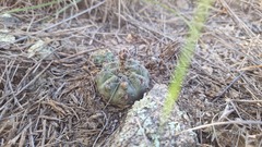 Gymnocalycium erinaceum