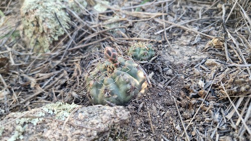 Gymnocalycium erinaceum
