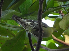 Treron australis