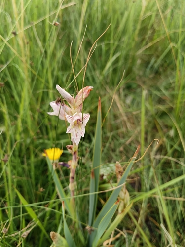 Image of Gladiolus elliotii by (c) Hildegard Klein, some rights reserved (CC BY)