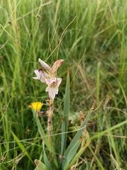 (c) Hildegard Klein, some rights reserved (CC BY) Gladiolus elliotii, photograph (c) Hildegard Klein, some rights reserved (CC BY)