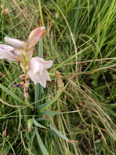 Image of Gladiolus elliotii by (c) Hildegard Klein, some rights reserved (CC BY)