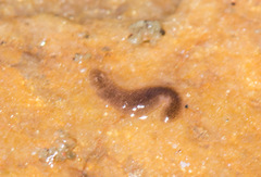 Continenticola