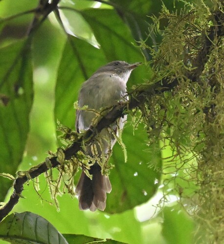 Brown Fulvetta (Alcippe brunneicauda), photo 10