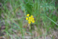 Cymopterus