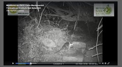 Philander opossum