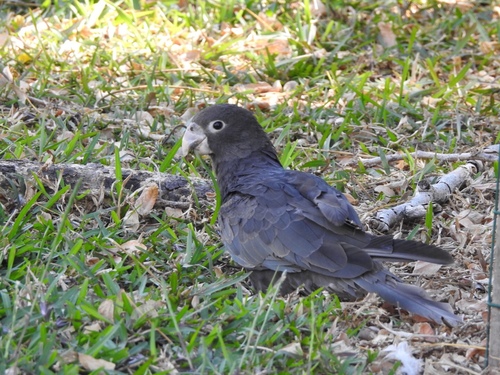 Greater Vasa Parrot