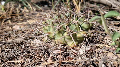Gymnocalycium schickendantzii