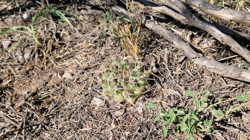 Gymnocalycium schickendantzii
