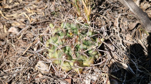 Gymnocalycium schickendantzii