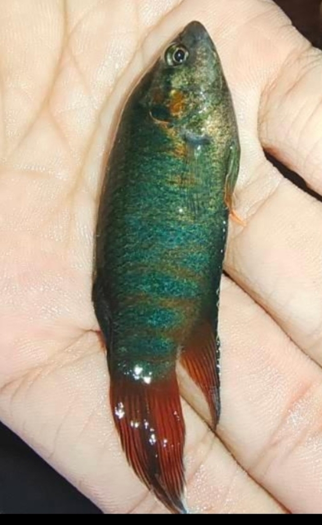 Chinese fighting fish (Macropodus opercularis) — Osphronemidae