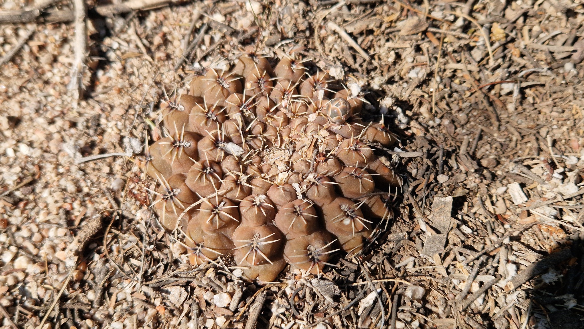 Gymnocalycium quehlianum