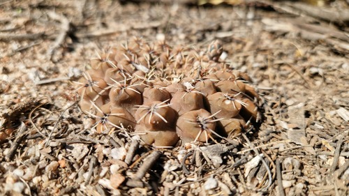 Gymnocalycium quehlianum