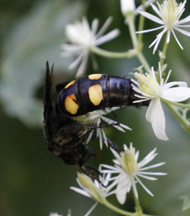 Pygodasis quadrimaculata