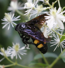Pygodasis quadrimaculata