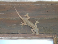 Hemidactylus platycephalus