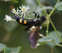 Pygodasis quadrimaculata
