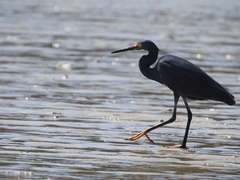Egretta garzetta dimorpha