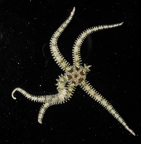 Ophiactis savignyi observed 2017-05-23