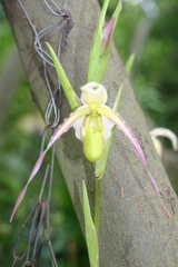 Phragmipedium longifolium