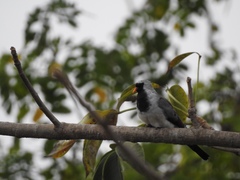 Oena capensis aliena