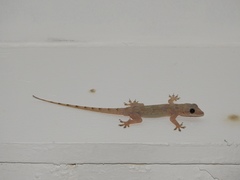 Hemidactylus mercatorius