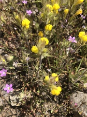 Castilleja lacera