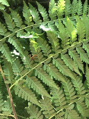 Microlepia speluncae