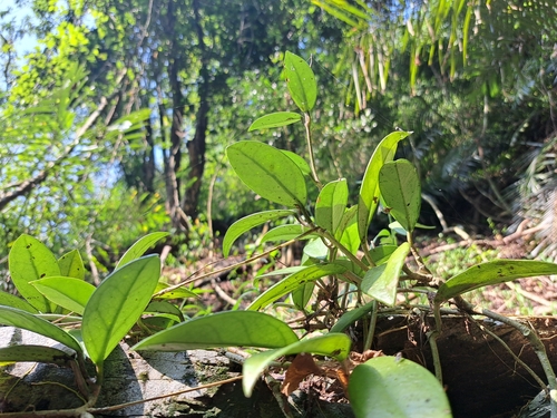 Image of Hoya carnosa by (c) vrxz, some rights reserved (CC BY-SA)