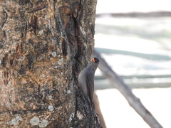 Hypsipetes madagascariensis