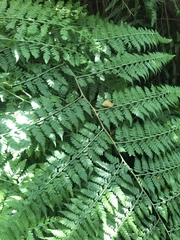 Microlepia speluncae