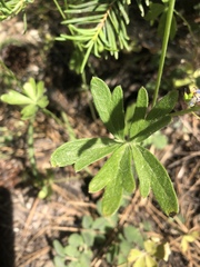 Delphinium depauperatum