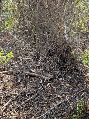 iNaturalist observation photo of Woodrats