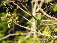 Merops superciliosus