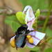 Abejas Neotropicales de Orquídeas - Photo (c) Alex Popovkin, algunos derechos reservados (CC BY-NC-ND), uploaded by russiannaturalistbrazil