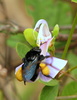 Abeja Negra de Orquídea - Photo (c) Alex Popovkin, algunos derechos reservados (CC BY-NC-ND), subido por Alex Popovkin