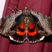 Ultronia Underwing - Photo (c) Laura Gaudette, some rights reserved (CC BY), uploaded by Laura Gaudette