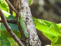 Phelsuma abbotti