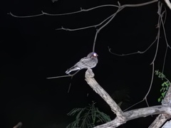 Caprimulgus madagascariensis