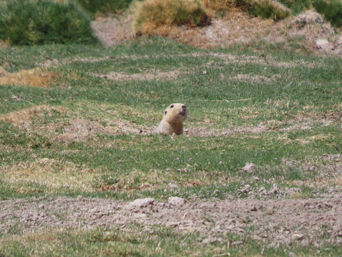 Highland Tuco-tuco