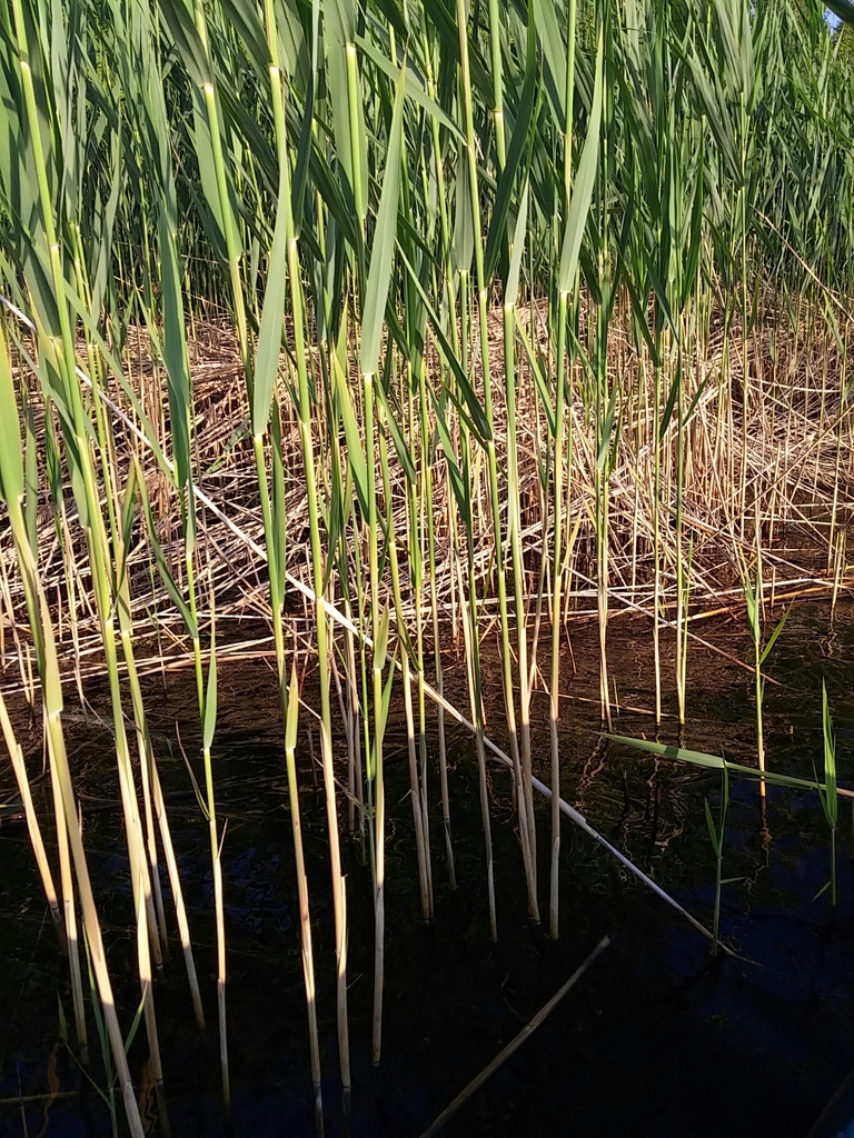 common reed from L'Amiante, CA-QC, CA on July 16, 2019 by ckilben ...