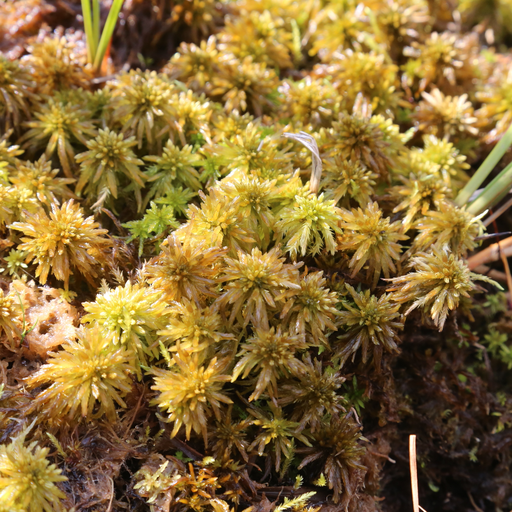 Sphagnum lindbergii