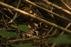 Clethrionomys glareolus