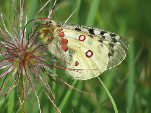 Parnassius sacerdos